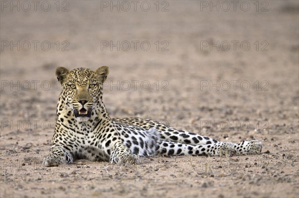 Resting leopard, (Panthera pardus), male leopard resting Kalahari Gemsbok NP, South Africa, Africa