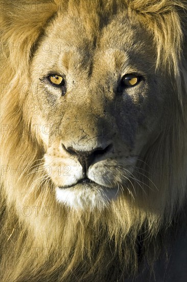 Male lion, (Panthera leo), last light portrait Kalahari Gemsbok NP, South Africa, Africa