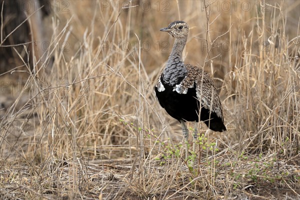 Red-crested Bustard (Lophotis ruficrista), adult, foraging, alert, Kruger National Park, Kruger