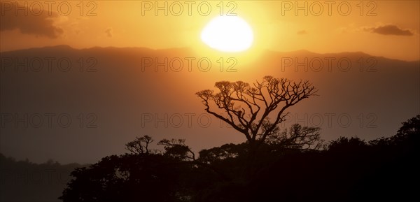 Treetops at sunset, silhouettes against the light, cloud forest, Monte Verde, Puntarenas province,
