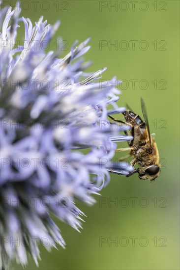 Tapered Dronefly (Eristalis pertinax), Emsland, Lower Saxony, Germany, Europe