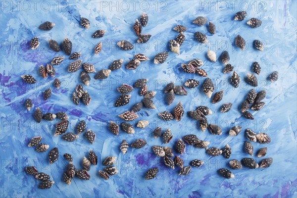Black small seashells pattern on a blue concrete background, top view, flat lay