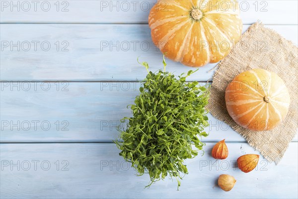 Microgreen sprouts of pea with pumpkin on blue wooden background. Top view, flat lay, copy space