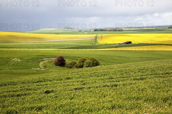 Chalk upland summer farming landscape on the Marlborough Downs, near Beckhampton, Wiltshire,