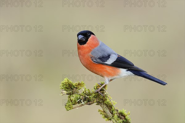 Eurasian bullfinch (Pyrrhula pyrrhula), male, sitting on a branch covered with moss, animals,