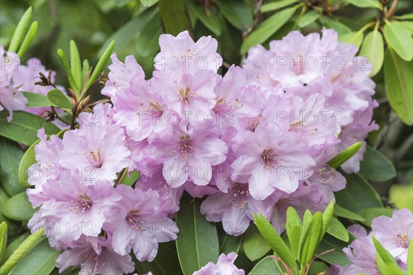Blooming rhododendron in the botanical garden in spring