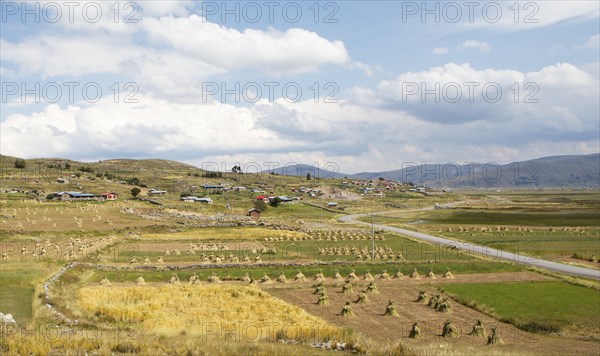 Landscape with sheaves of straw on the Chuicuito peninsula on Lake Titicaca, Puno province, Peru,