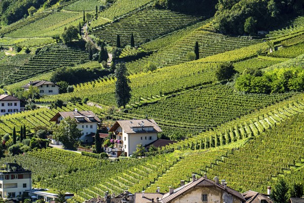 Landscape in the Adige Valley, in South Tyrol, above the village of Tramin, vineyards dominate the