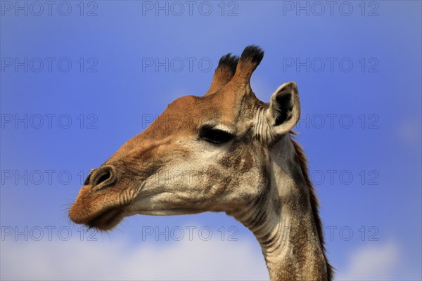 Southern giraffe (Giraffa camelopardalis giraffa), adult, portrait, Kruger National Park, Kruger
