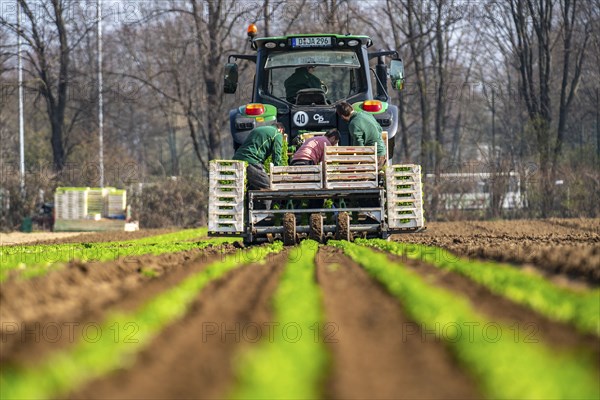 Agriculture, herb gardening, parsley is planted in rows in a field with a planting machine