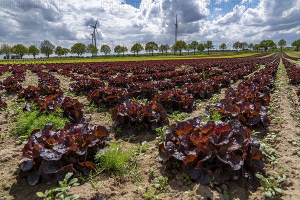 Agriculture, lettuce growing in a field, Lollo Rossa, in long rows of plants, North