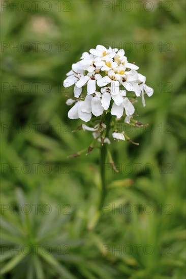 Evergreen candytuft (Iberis sempervirens), flowering, flower, Ellerstadt, Germany, Europe