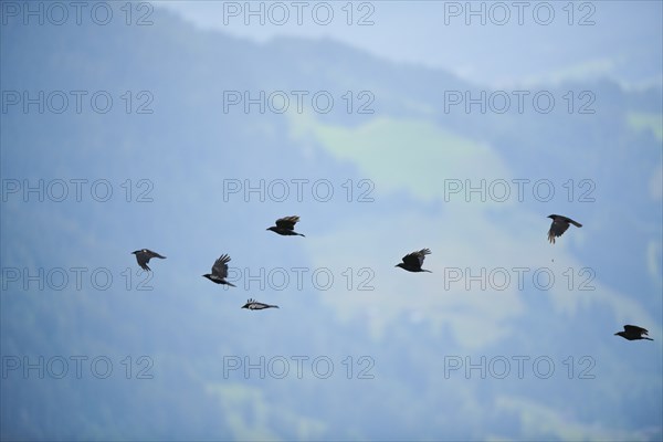Carrion crow (Corvus corone) flying, tirol, Kitzbühel, Austria, Europe
