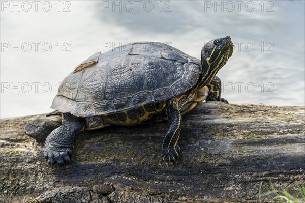 Red-eared slider turtles (Trachemys scripta elegans, Pseudemys scripta elegans) on a branch in a