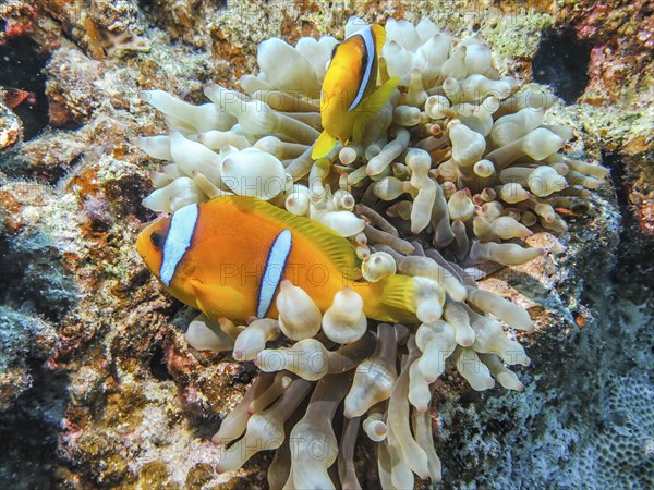 Bubble-tip anemone (Entacmaea quadricolor), red sea clownfish (Amphiprion bicinctus), dive site