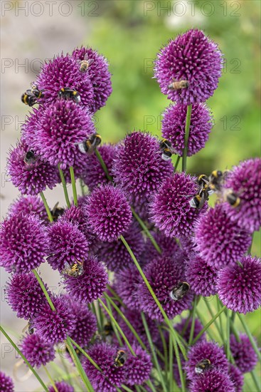 Bumblebees (Bombus) on flowers of the globe leek (Allium sphaerocephalon), Mecklenburg-Vorpommern,