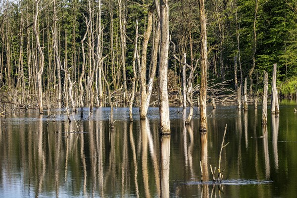 The Pfingstsee in the Kirchheller Heide, near the Heidhof, in the nature reserve Kirchheller Heide,