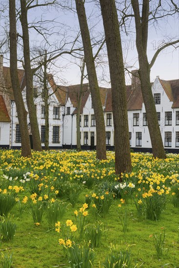 The Beguinage, Benelux, city, city trip, garden, flowers, yellow, religious, religion, West