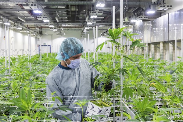 DEU/Saxony/Ebersbach The Saxon cannabis producer Demecan is now the first German company to be