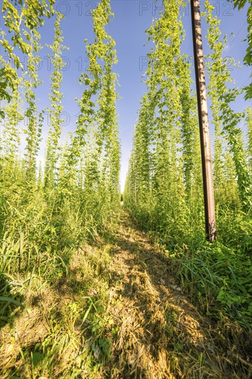 A path between tall, symmetrical rows of plants under a bright blue sky, Hopfengarten, Hochdorf,