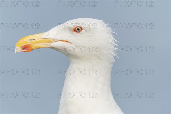 Portrait of a herring gull (Larus argentatus) in the cliffs of the Atlantic Ocean. Camaret, Crozon,