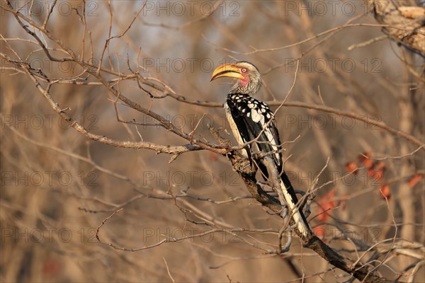Southern Yellow-billed Hornbill, Red-ringed Hornbill (Tockus leucomelas), adult, on wait, Kruger