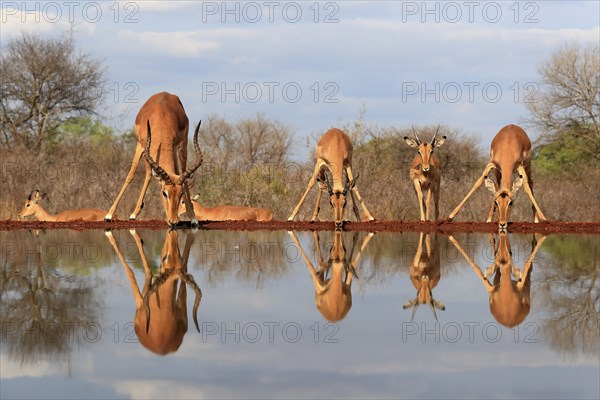 Black Heeler Antelope (Aepyceros melampus), adult, group, female, male, at the water, drinking,