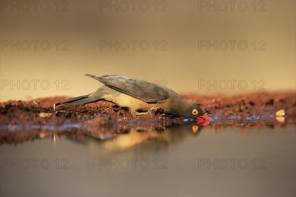 Red-billed oxpecker (Buphagus erythrorhynchus), adult, at the water, drinking, alert, Kruger