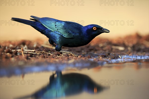 Red-shouldered Glossy Starling (Lamprotornis nitens), adult, at the water, drinking, Kruger