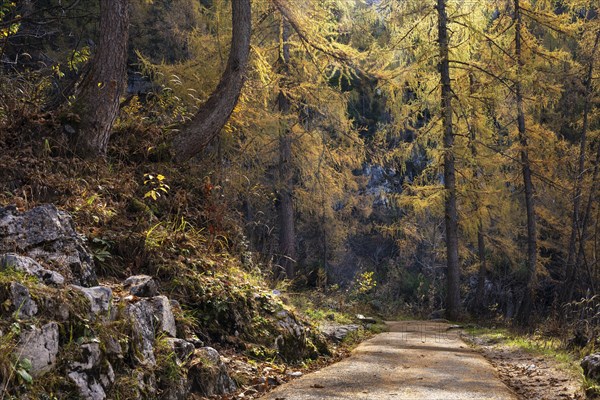 The path to the ice cave in the Dachstein mountains. Yellow larches. Autumn, good weather,