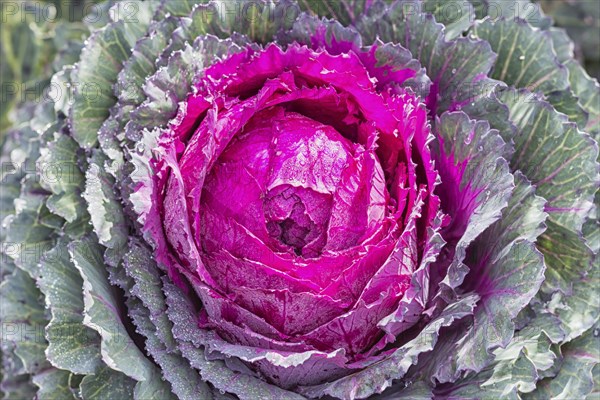 Decorative purple and green cabbage with water droplets