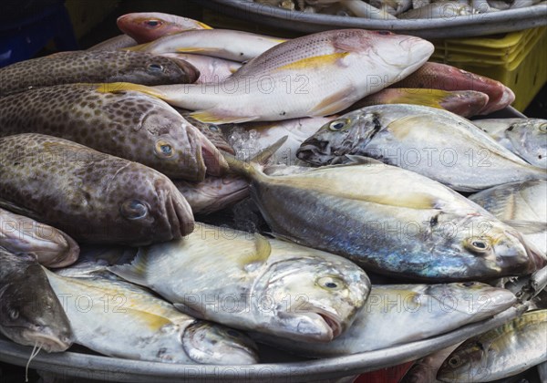 Various types of sea fish on the market, snappers, mackerel, catfish