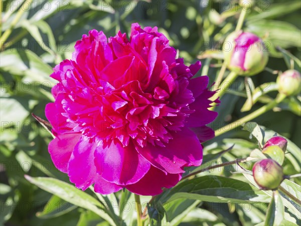 Pink peony flower in a botanical garden