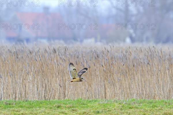 Short-eared owl (Asio flammeus) flying past reed bed in front of farm on a misty evening in winter,
