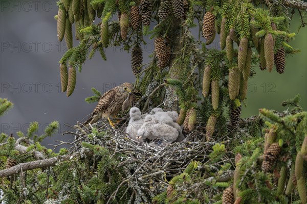 Common kestrel (Falco tinnunculus), female adult bird, feeding young birds not yet ready to fly, in