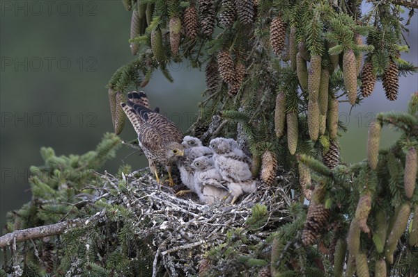 Common kestrel (Falco tinnunculus) at the nest with young birds, Daun, Eifel, Rhineland-Palatinate,