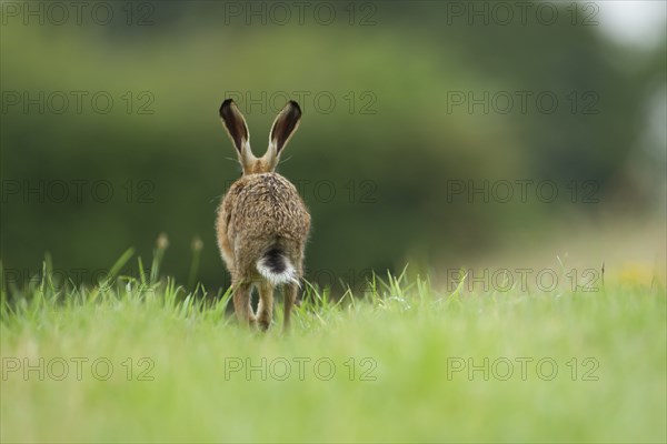 Brown hare (Lepus europaeus) adult animal running away in a farmland grass field in the summer,