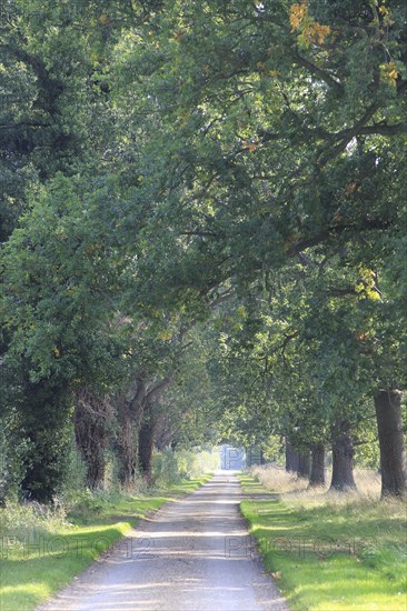 Avenue of oak trees narrow country road, Methersgate Drive, Sutton, Suffolk, England, UK