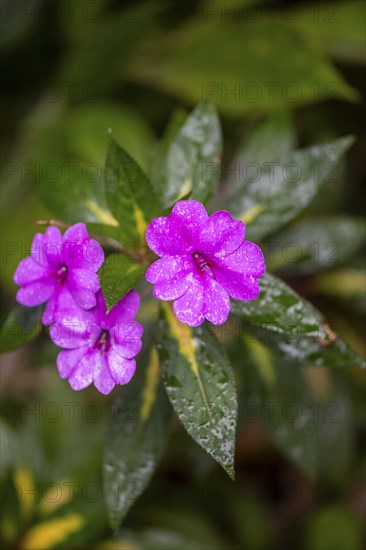 Pink flower, busy Lizzie (Impatiens walleriana), Alajuela province, Costa Rica, Central America