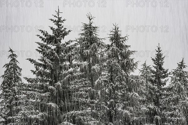 Snowfall in the fir forest, sleet, winter, dreariness, bad weather, cloudy, snow, fir tree
