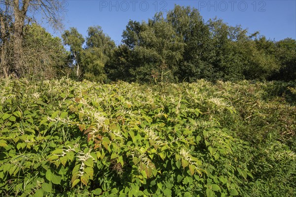 Flowering Japanese Knotweed (Fallopia Japonica), an invasive piece in a forest clearing in Ystad,