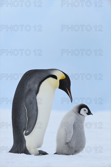 Emperor penguins, Aptenodytes forsteri, with a Chick, Snow Hill Island, Antartic Peninsula,