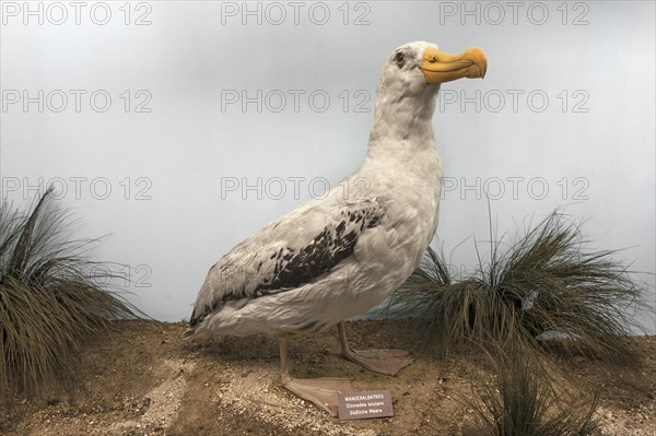 Wandering albatross (Diomedia exculans), Natural History Museum, opened 1889, Vienna, Austria,