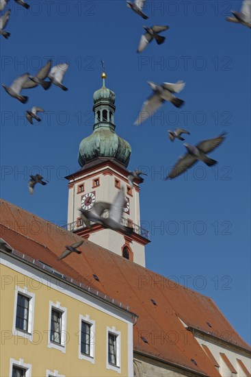 Church tower of St. Mary's parish church rises behind yellow building, surrounded by flying pigeons