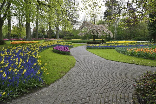 Tulips (Tulipa), daffodils (Narcissus) and grape hyacinths (Muscari) at Keukenhof, Lisse, South