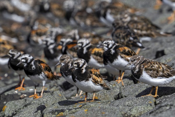 Flock of ruddy turnstones (Arenaria interpres) in breeding plumage resting on stone breakwater used