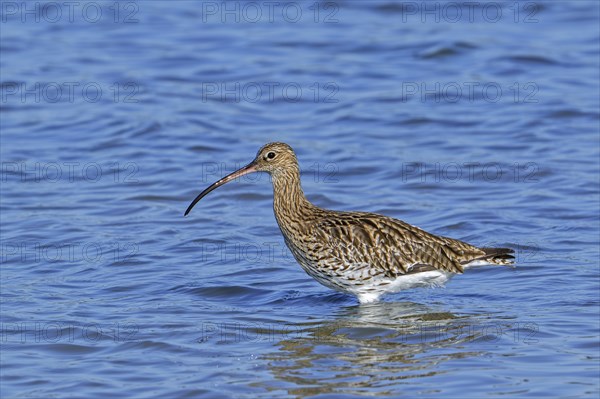 Eurasian curlew, common curlew (Numenius arquata) foraging in shallow water of pond in saltmarsh