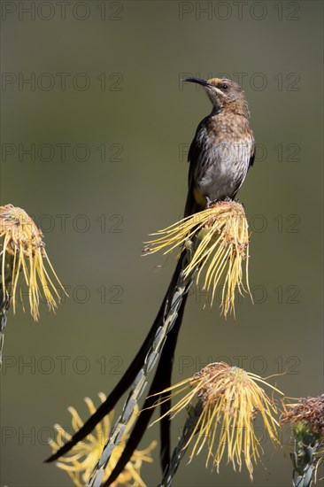 Cape Honeybird (Promerops cafer), adult, male, singing, on flower, Protea, Kirstenbosch Botanical