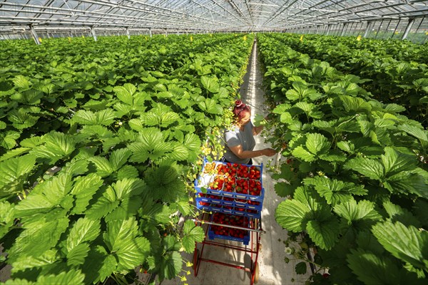 Harvesting strawberries, harvest helper, strawberry cultivation in the greenhouse, young strawberry