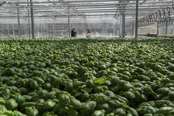 Agriculture, herb gardening, basil plants in pots, in a greenhouse